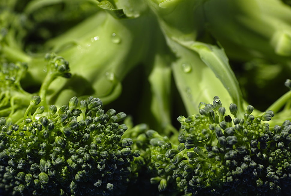 green broccoli HD wallpaper