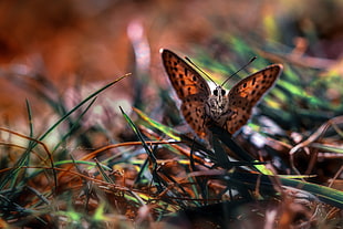 closeup photography of brown and black butterfly on green grass HD wallpaper