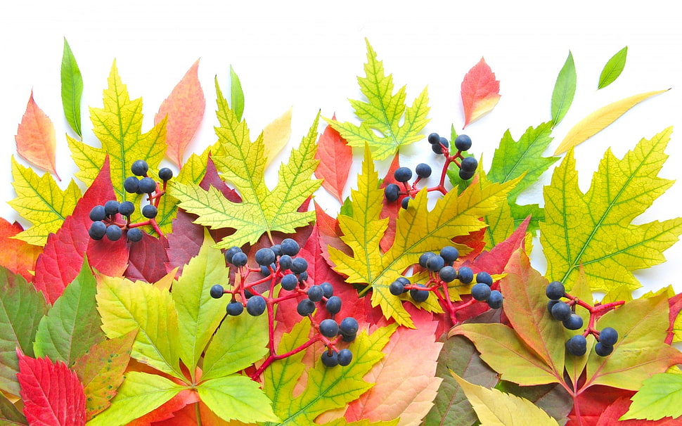green, red, and pink Maple leaves HD wallpaper