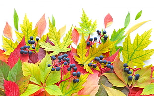green, red, and pink Maple leaves
