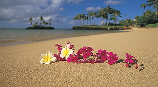 flowers on sand near body of water