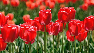 photography of red petaled flowers in green field grass, tulip