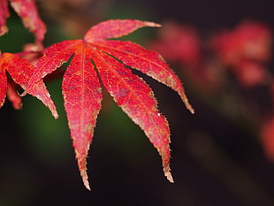 red leaf plant closeup photography, ahorn