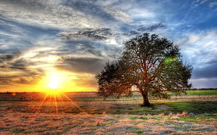 green tree, nature, sunset, HDR