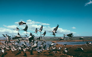 flock of birds flying during daytime HD wallpaper