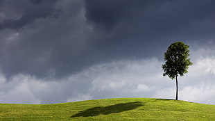 tree on green grass field under cumulus clouds