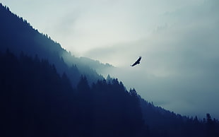 low angle and silhouette photography of bird flying above forest