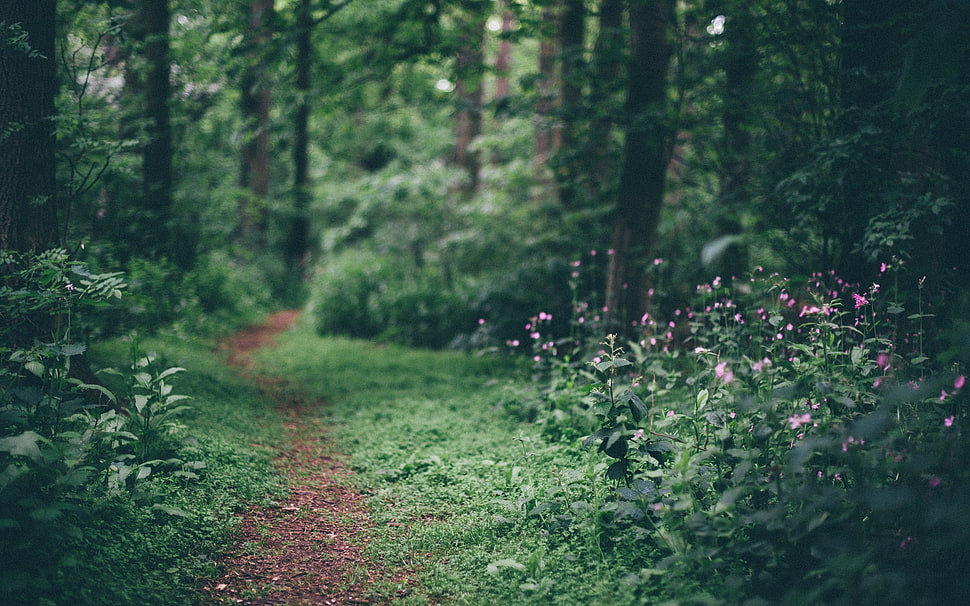 green tree, forest HD wallpaper