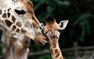 parent giraffe head near offspring