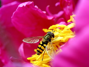closeup photo of Hover Fly on yellow petaled flowers