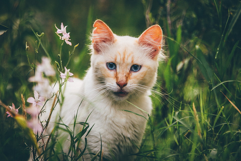 selective focus photography of feline surrounded by grass HD wallpaper