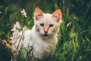 selective focus photography of feline surrounded by grass