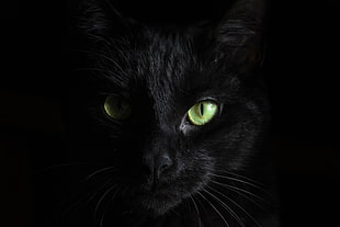 black cat, Black cat, Muzzle, Look HD wallpaper