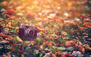 black and gray compact camera, camera, fall, leaves, macro