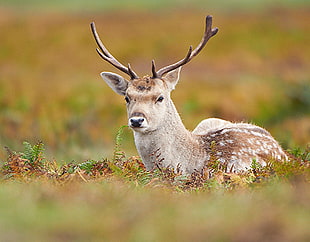brown and gray deer, fallow deer, stag HD wallpaper