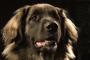 long-coated tan dog with black background