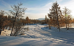 landscape photograph of trees on a snowy setting HD wallpaper