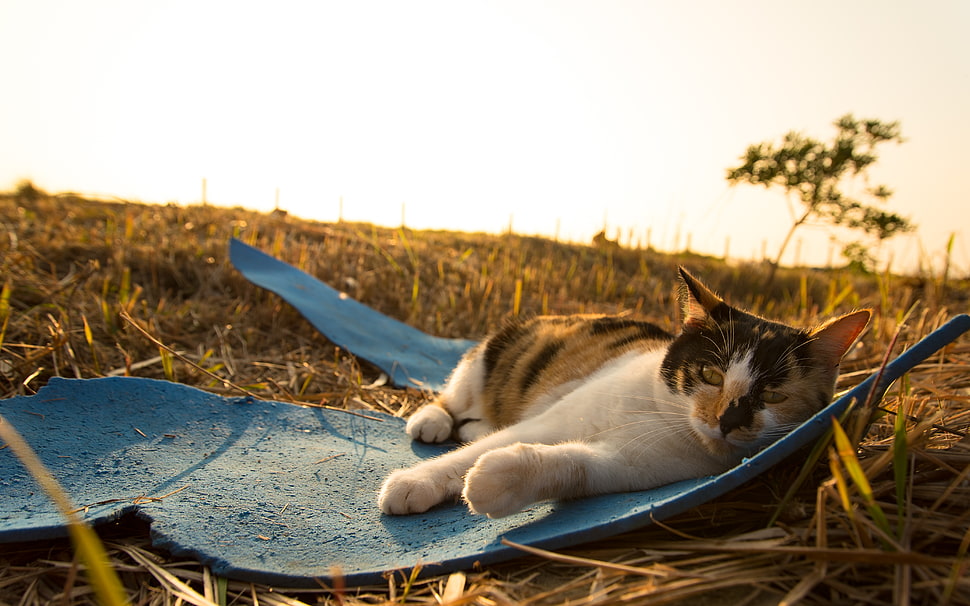medium coated white, black, and yellow cat HD wallpaper