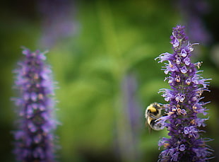 honey bee on purple flower selective focus photography