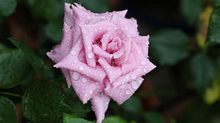 pink rose with dew at daytime