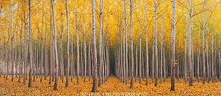 yellow leafed trees forest HD wallpaper