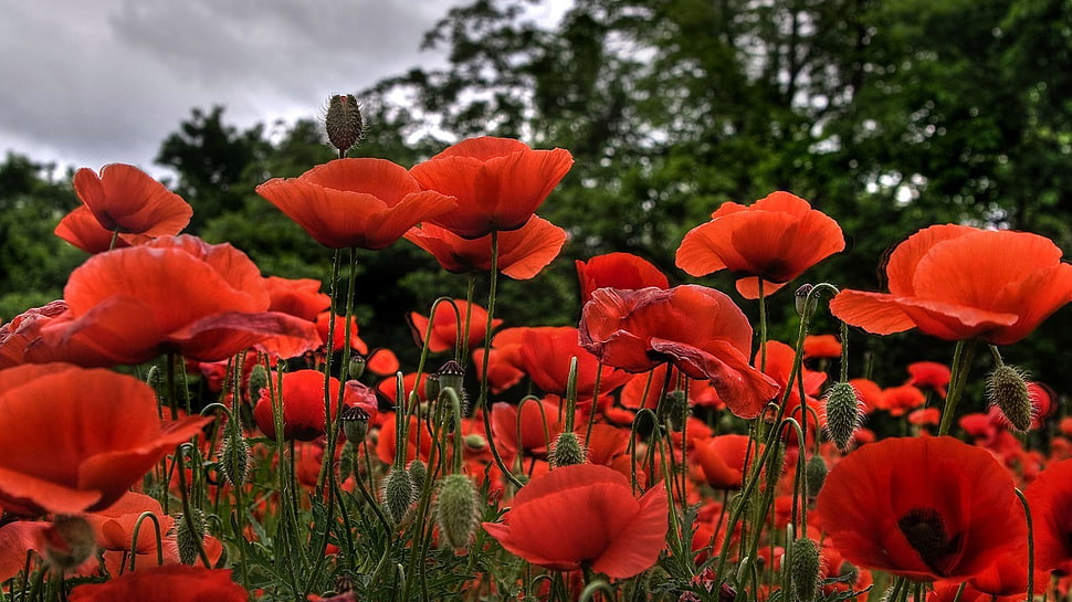 red flowers, poppies, flowers, red, nature HD wallpaper