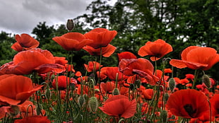 red flowers, poppies, flowers, red, nature