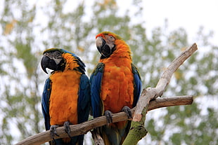 pair of orange-and-blue parrot, bourton