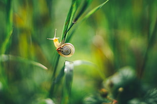 shallow focus of brown snail