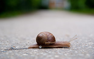 tilt shot of brown snail
