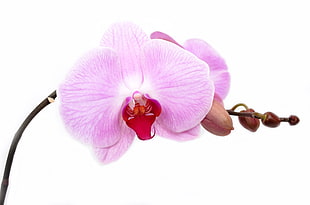 orchid, flower, isolated, decoration