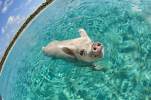 white pig, animals, fisheye lens, sea, pigs