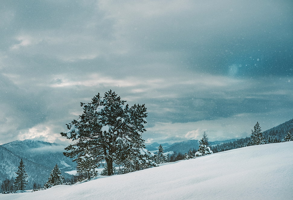 green pine tree, Tree, Snow, Winter HD wallpaper