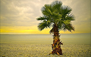 green palm tree near body of water HD wallpaper