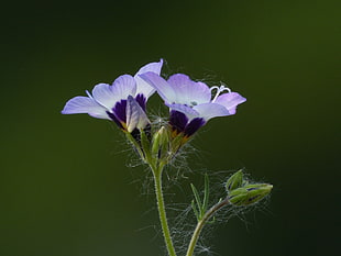 closeup photo of purple petal flower
