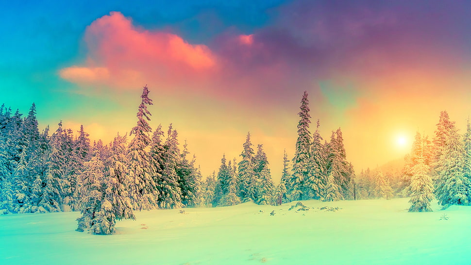 green trees, snow HD wallpaper