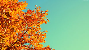 orange leaved tree during daytime