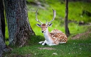 deer sitting beside tree during day time HD wallpaper