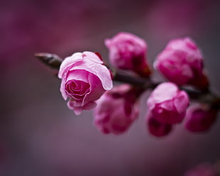 selective focus photography of pink Camellia flower