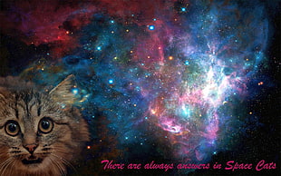 gray cat, space, cat, space cat, galaxy HD wallpaper