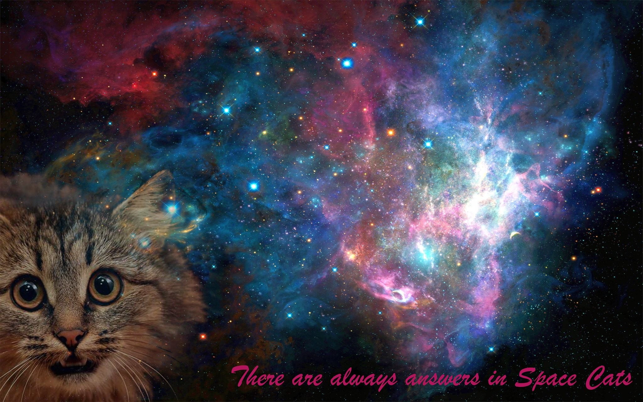gray cat, space, cat, space cat, galaxy