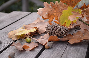 green and brown acorns on wood plank near leaves