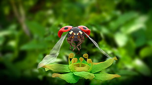red ladybug insect, nature, animals, macro, ladybugs