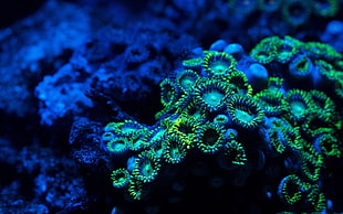green and black coral reefs, macro, underwater HD wallpaper