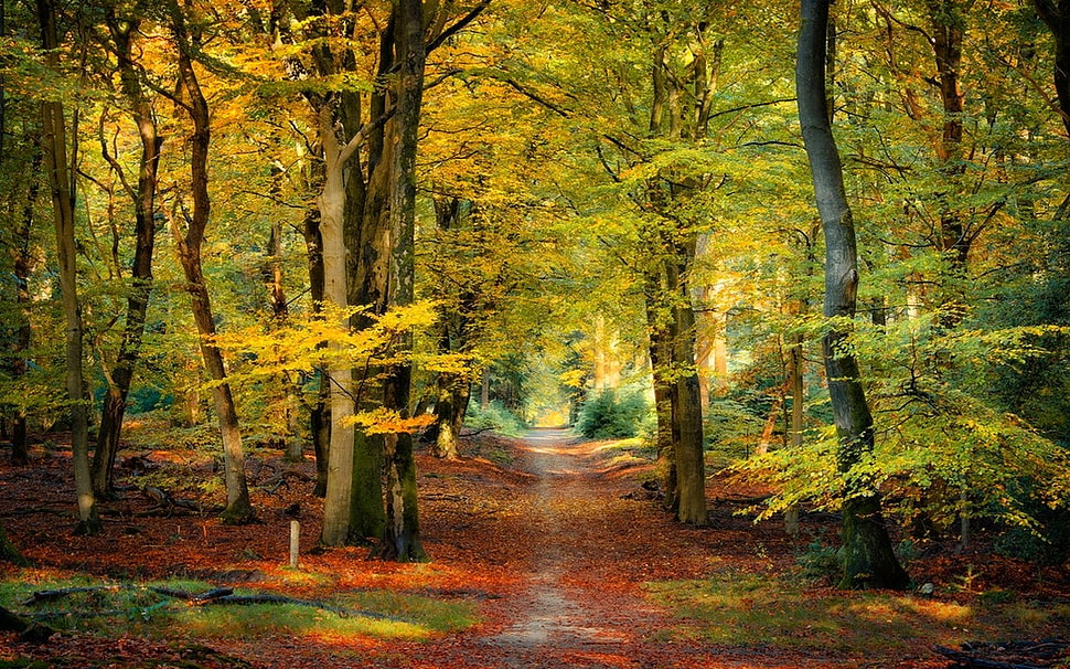green leafed trees, nature, landscape, fall, forest HD wallpaper