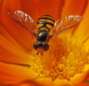 bee on flower close-up photography, hover fly