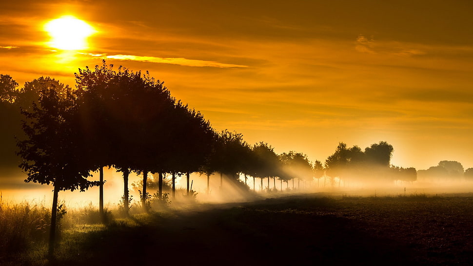 black tree, nature, sunlight, trees, sun rays HD wallpaper