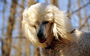 close up photo of white coat dog