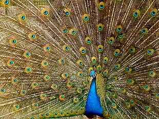 blue yellow and brown peacock