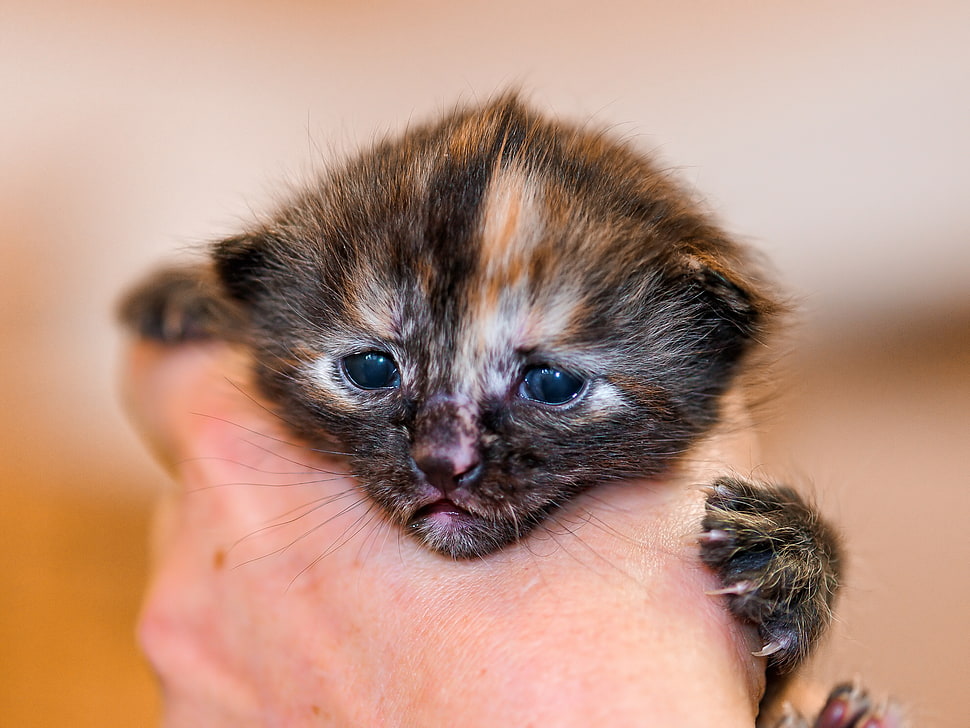 right human hand holding black and brown kitten HD wallpaper